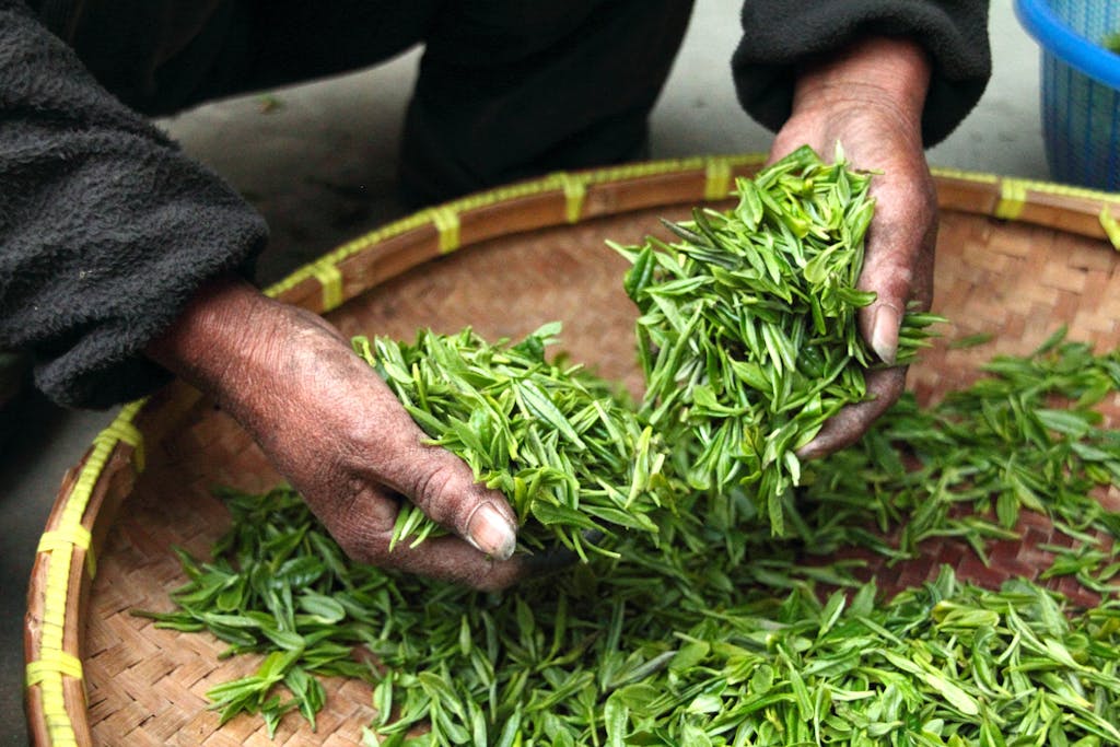 Hands carefully selecting fresh green tea leaves in a traditional bamboo basket.